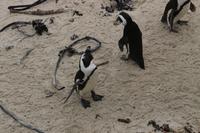 69 Pinguin-Kolonie am Boulders Beach