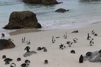 70 Pinguin-Kolonie am Boulders Beach