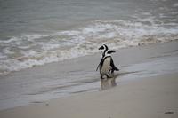 71 Pinguin-Kolonie am Boulders Beach