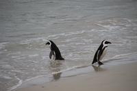 72 Pinguin-Kolonie am Boulders Beach