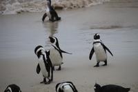 73 Pinguin-Kolonie am Boulders Beach