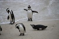 75 Pinguin-Kolonie am Boulders Beach