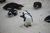 76 Pinguin-Kolonie am Boulders Beach