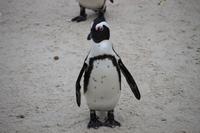 77 Pinguin-Kolonie am Boulders Beach