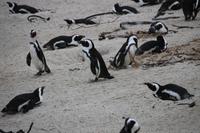 79 Pinguin-Kolonie am Boulders Beach