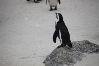 80 Pinguin-Kolonie am Boulders Beach