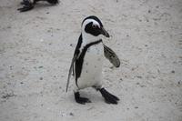 82 Pinguin-Kolonie am Boulders Beach