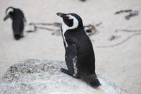 83 Pinguin-Kolonie am Boulders Beach