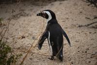 84 Pinguin-Kolonie am Boulders Beach