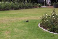 107 Weingut Boschendaal