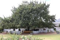 108 Weingut Boschendaal