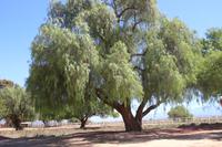 167 Highgate Straußenfarm