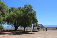 168 Highgate Straußenfarm