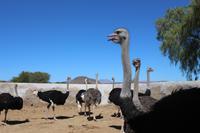 170 Highgate Straußenfarm