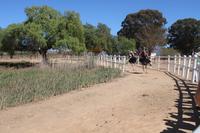 172 Highgate Straußenfarm