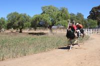 173 Highgate Straußenfarm