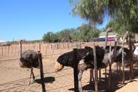 177 Highgate Straußenfarm