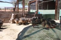 180 Highgate Straußenfarm