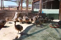 181 Highgate Straußenfarm