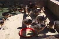 183 Highgate Straußenfarm