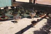 184 Highgate Straußenfarm