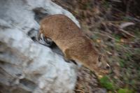 233 Klippschliefer im Tsitsikamma Nationalpark