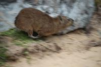 234 Klippschliefer im Tsitsikamma Nationalpark