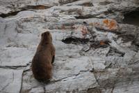 235 Klippschliefer im Tsitsikamma Nationalpark