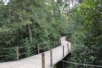 238 Spaziergang am Big Tree