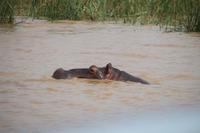 251 Flusspferde im Lake St. Lucia