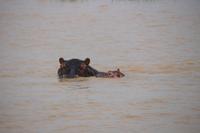 252 Flusspferde im Lake St. Lucia