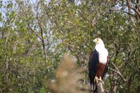 254 Fischadler auf dem Lake st. Lucia