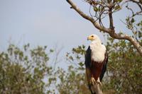 255 Fischadler auf dem Lake St. Lucia