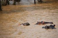 257 Flusspferde im Lake St. Lucia