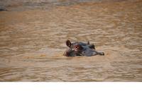 258 Flusspferde im Lake St. Lucia