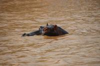 259 Flusspferde im Lake St. Lucia