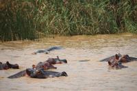 261 Flusspferde im Lake St. Lucia