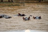 263 Flusspferde im Lake St. Lucia
