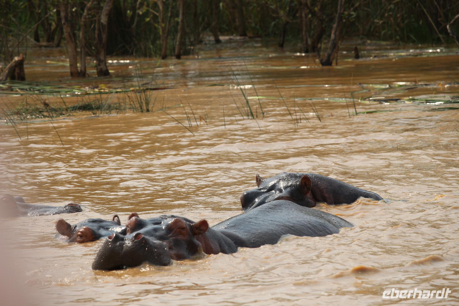 264 Flusspferde im Lake St. Lucia