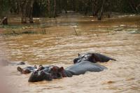 264 Flusspferde im Lake St. Lucia