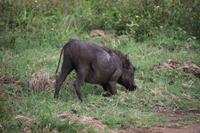 267 Safari im Hluhluwe-Umfolozi Nationalpark - Warzenschwein