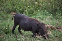 268 Safari im Hluhluwe-Umfolozi Nationalpark - Warzenschwein