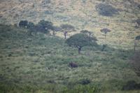 269 Safari im Hluhluwe-Umfolozi Nationalpark - Elefant