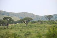 270 Safari im Hluhluwe-Umfolozi Nationalpark