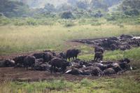 271 Safari im Hluhluwe-Umfolozi Nationalpark - Büffel