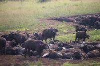 272 Safari im Hluhluwe-Umfolozi Nationalpark - Büffel