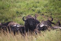 274 Safari im Hluhluwe-Umfolozi Nationalpark - Büffel