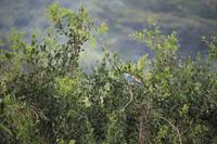 275 Safari im Hluhluwe-Umfolozi Nationalpark