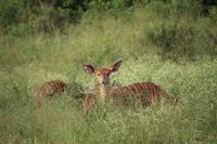 278 Safari im Hluhluwe-Umfolozi Nationalpark - Nyala-Antilope