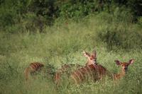 279 Safari im Hluhluwe-Umfolozi Nationalpark - Nyala-Antilope